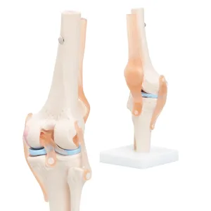 Kneleddets anatomiske modell