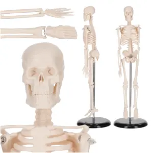 Menneskeskjelett 45 cm anatomisk modell