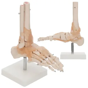 Anatomisk modell av ankelleddet med leddbånd i skala 1:1