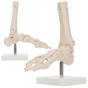 Anatomisk modell av ankelleddet i skala 1:1
