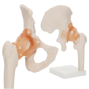 Anatomisk modell av hofteleddet med leddbånd i skala 1:1