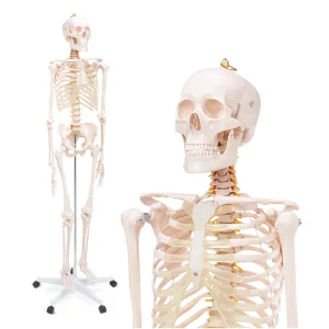 Menneskeskjelett 180 cm anatomisk modell