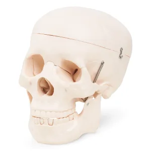 Anatomisk modell av menneskeskallen