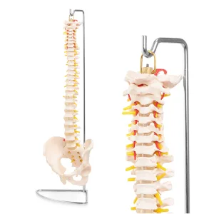 Menneskelig ryggrad med anatomisk modell av bekkenet