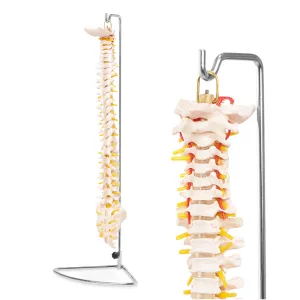 Menneskelig ryggrad anatomisk modell